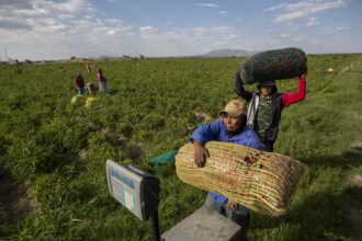 Farm workers weigh jalapeño peppers after a day of work in San Francisco de Conchos, Chihuahua in August 2023. Many farm workers in the Delicias region are Rarámuri from the Sierra Tarahumara.
