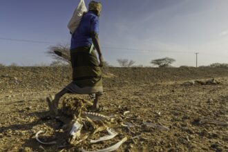 Ali Liban Guracho walks past dozens of dead cattle outside Garissa, Kenya. Credit: Larry C. Price