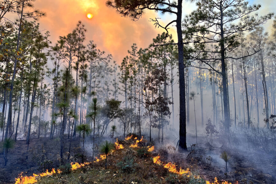 A prescribed burn for longleaf pines on Eglin Air Force Base in the Florida panhandle. Military bases have some of the largest contiguous tracts of longleaf pines. Credit: Alexis Feysa/The Longleaf Alliance