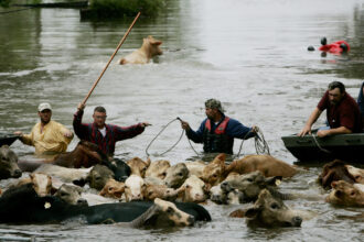 Wranglers guide a herd of stranded cows to higher ground as flood waters rise, due to a levy break Sept. 24, 2005 in Chauvin, Louisiana. Hurricane Rita caused massive damage as it moved across western Louisiana. Credit: Sandy Huffaker/Getty Images