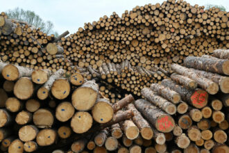 Tree trunks in Bavaria stored for further processing in a sawmill, taken during an excursion along the value chain of a wood pellet.