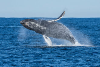 A humpback whale breaching the water off the coast of Monterey, California. Credit: Matthew Savoca