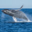 A humpback whale breaching the water off the coast of Monterey, California. Credit: Matthew Savoca
