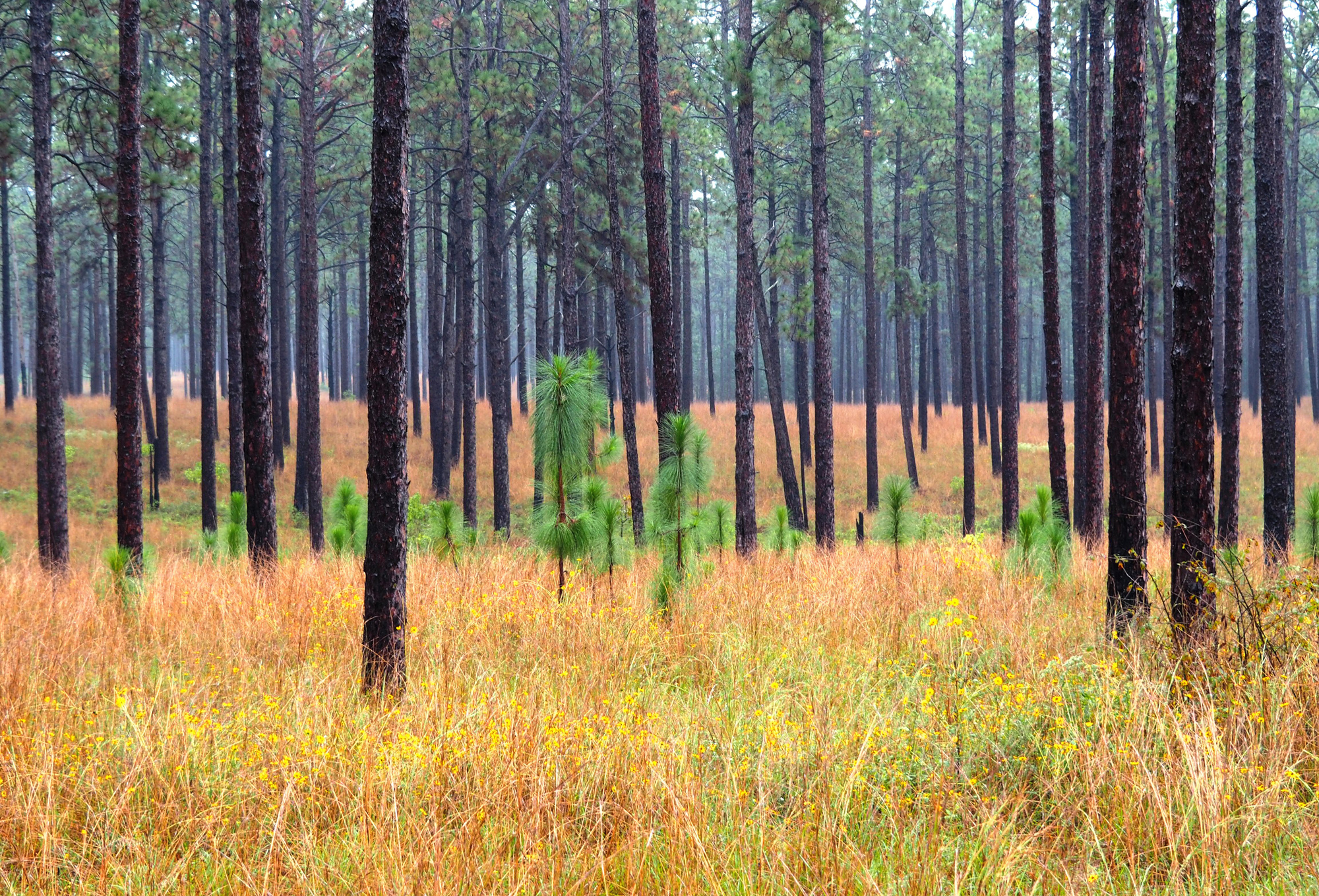 Saplings sprout from the grassy understory beneath mature longleaf in Kisatchie National Forest in Louisiana. Credit: Randy Tate/The Longleaf Alliance