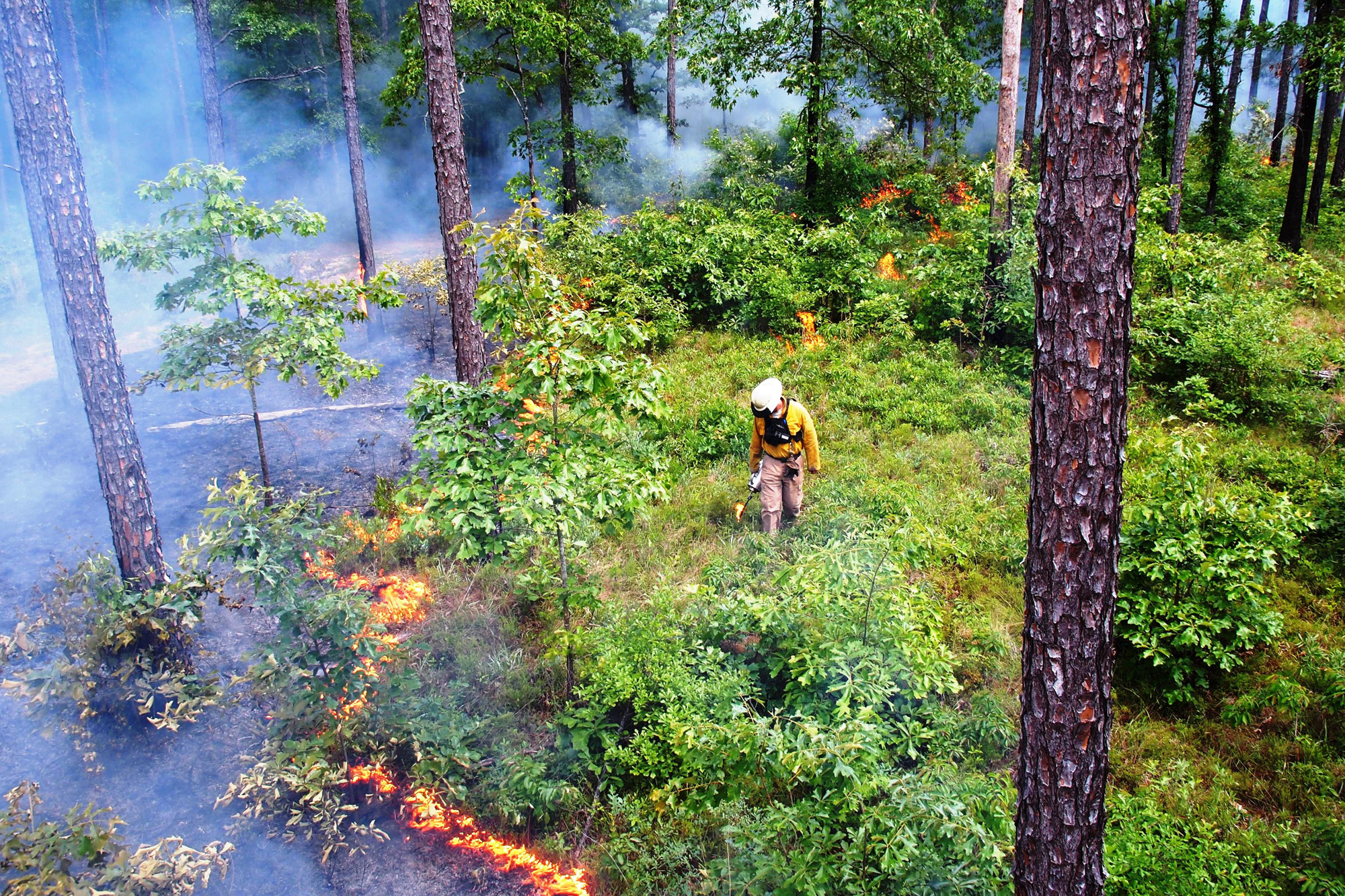 Fire technicians execute a burn to maintain longleaf forest on private land. Credit: Randy Tate/The Longleaf Alliance