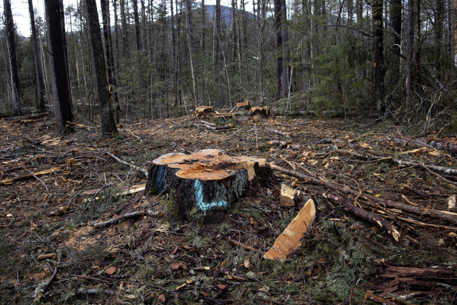 A recently logged patch of woods on the edge of the White Mountain National Forest in Chatham, New Hampshire. Credit: Andrew Lichtenstein/Corbis via Getty Images