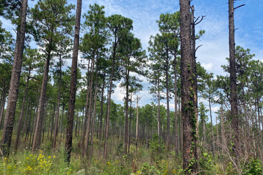 The longleaf pines of Tuskegee National Forest. Credit: Sarah Whites-Koditschek