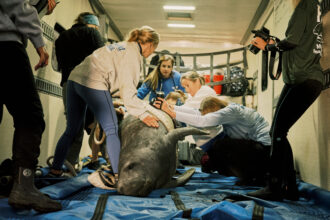 Sea World employees prepare a sling for Corleone, a rehabilitated manatee, to be released to his original home at Blue Springs State Park in Orange City, Florida on Jan. 17, 2022. Credit: Zack Wittman for The Washington Post via Getty Images