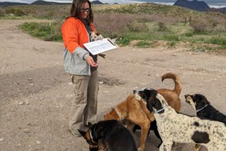 Kristen Pogreba-Brown collects data on ticks on the San Carlos Reservation in Arizona. Exposures to these ticks can come from household pets and cause bacterial diseases like Rocky Mountain Spotted Fever. Credit: Photo Courtesy of Kristen Pogreba-Brown.