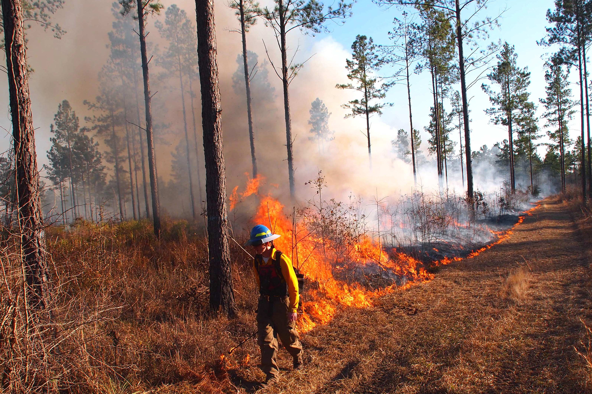 A fire technician from The Orianne Society, a nonprofit with a conservation center in Georgia, lays down a line of prescribed fire. Credit: Randy Tate/The Longleaf Alliance