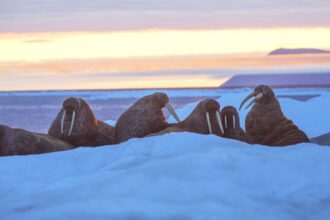 Pacific walruses rest on an ice floe in Russia. Credit: Sylvain Cordier/Gamma-Rapho via Getty Images
