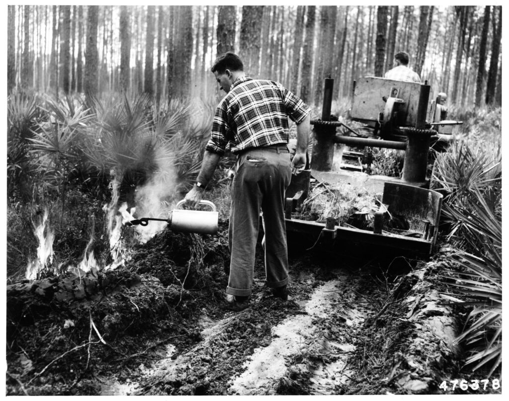 A prescribed burning of Florida longleaf pines in 1954. Credit: Daniel O. Todd/USDA Forest Service
