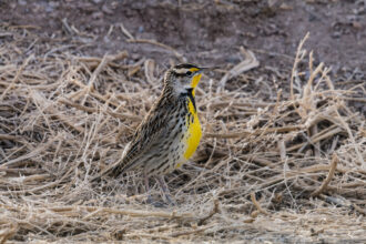 The Western Meadowlark, state bird of North Dakota, was studied during research on the prevalence of grassland birds in fields of corn and soy beans in North Dakota used for biofuels. Credit: Jon G. Fuller / VWPics/Universal Images Group via Getty Images.