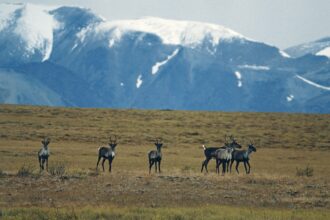 A small herd of Woodland Caribou on the tundra, Mackenzie Mountains, Yukon, Canada. Credit: by DeAgostini/Getty Images.